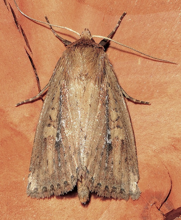 Archanara dissoluta